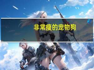 非常瘦的宠物狗