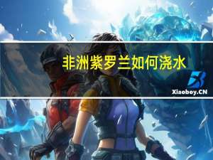 非洲紫罗兰如何浇水