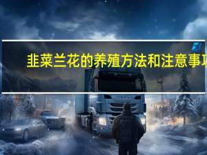 韭菜兰花的养殖方法和注意事项
