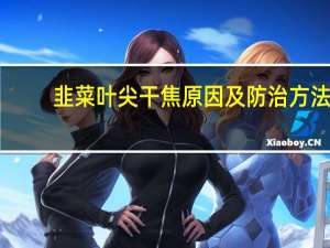 韭菜叶尖干焦原因及防治方法