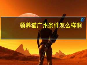 领养猫广州条件怎么样啊