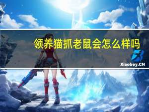 领养猫抓老鼠会怎么样吗