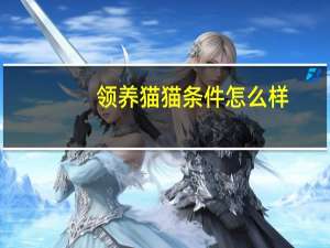 领养猫猫条件怎么样
