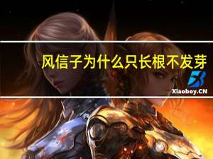 风信子为什么只长根不发芽