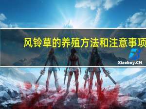 风铃草的养殖方法和注意事项
