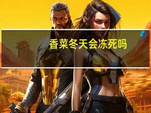 香菜冬天会冻死吗