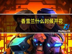 香雪兰什么时候开花