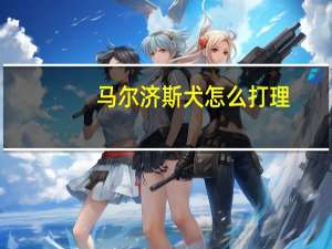 马尔济斯犬怎么打理
