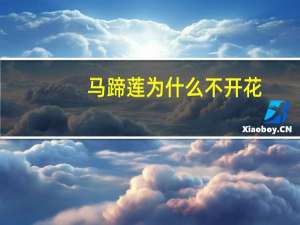 马蹄莲为什么不开花
