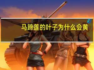 马蹄莲的叶子为什么会黄