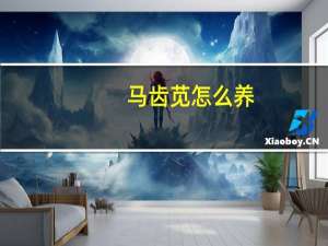 马齿苋怎么养