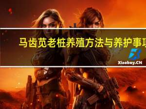 马齿苋老桩养殖方法与养护事项