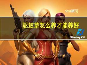 驱蚊草怎么养才能养好