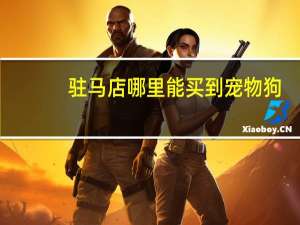 驻马店哪里能买到宠物狗
