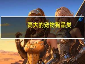 高大的宠物狗品类