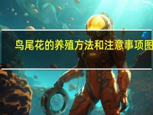 鸟尾花的养殖方法和注意事项图片（鸟尾花的养殖方法和注意事项）