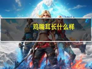 鸡嘴耳长什么样（鸡嘴耳）