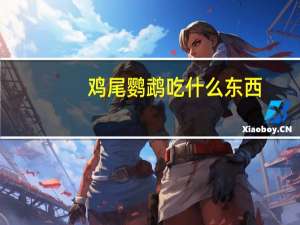 鸡尾鹦鹉吃什么东西