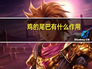 鸡的尾巴有什么作用