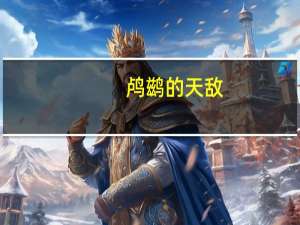 鸬鹚的天敌
