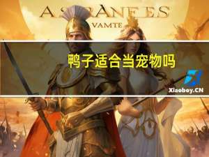 鸭子适合当宠物吗