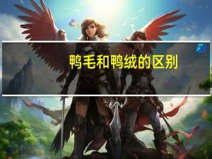 鸭毛和鸭绒的区别