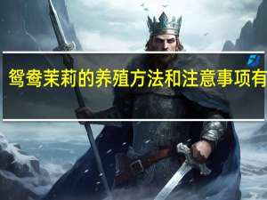 鸳鸯茉莉的养殖方法和注意事项有哪些