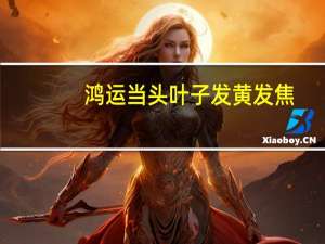 鸿运当头叶子发黄发焦