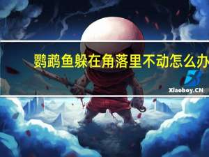 鹦鹉鱼躲在角落里不动怎么办