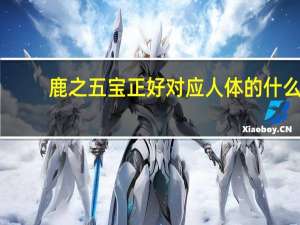 鹿之五宝正好对应人体的什么