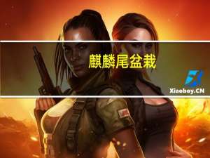 麒麟尾盆栽（麒麟尾）