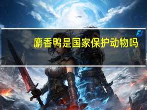 麝香鸭是国家保护动物吗