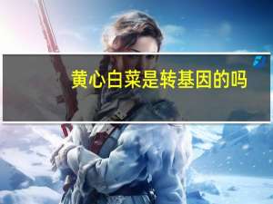 黄心白菜是转基因的吗