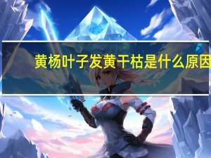 黄杨叶子发黄干枯是什么原因