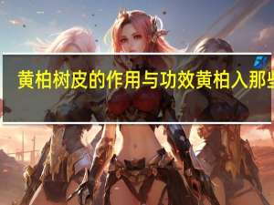 黄柏树皮的作用与功效黄柏入那些经（黄柏树皮的作用与功效）