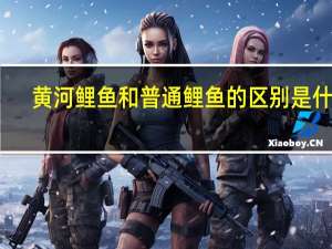 黄河鲤鱼和普通鲤鱼的区别是什么