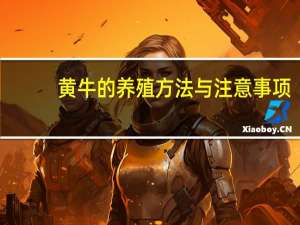 黄牛的养殖方法与注意事项（黄牛的养殖方法）