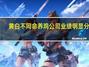 黄白不同命 养鸡公司业绩明显分化