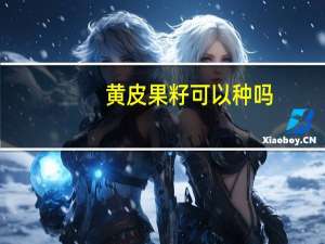 黄皮果籽可以种吗