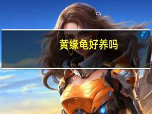 黄缘龟好养吗