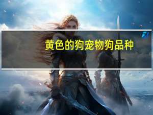 黄色的狗宠物狗品种