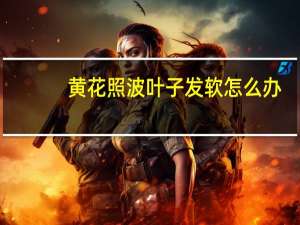 黄花照波叶子发软怎么办