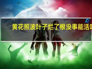 黄花照波叶子烂了根没事能活吗
