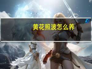 黄花照波怎么养