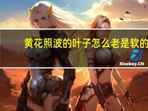 黄花照波的叶子怎么老是软的