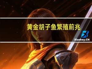 黄金胡子鱼繁殖前兆