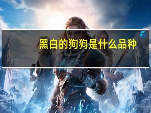 黑白的狗狗是什么品种