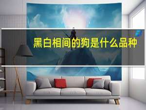 黑白相间的狗是什么品种