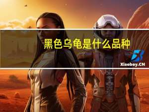 黑色乌龟是什么品种