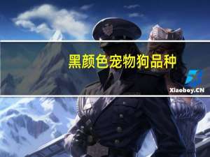 黑颜色宠物狗品种